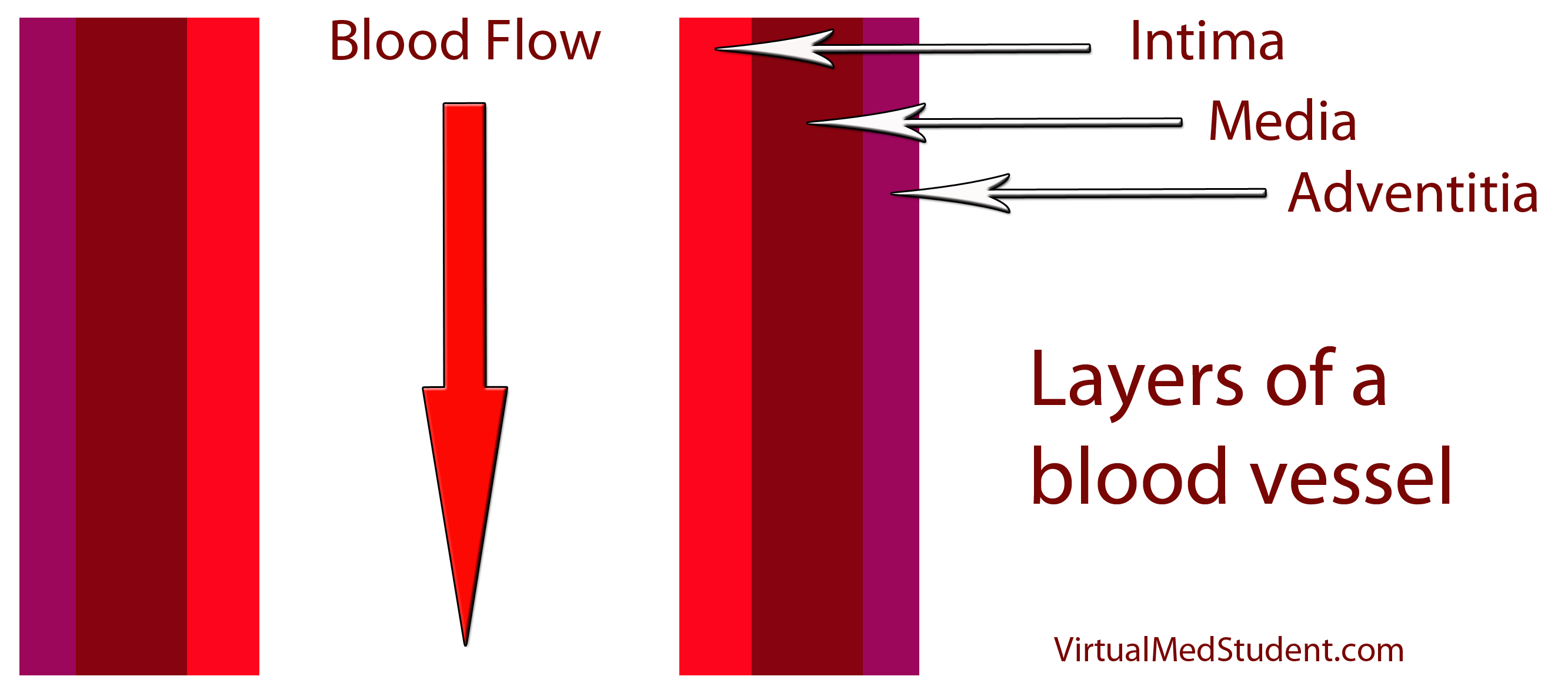 Blood Vessel Layers