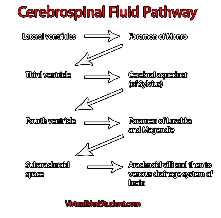 CSF pathway