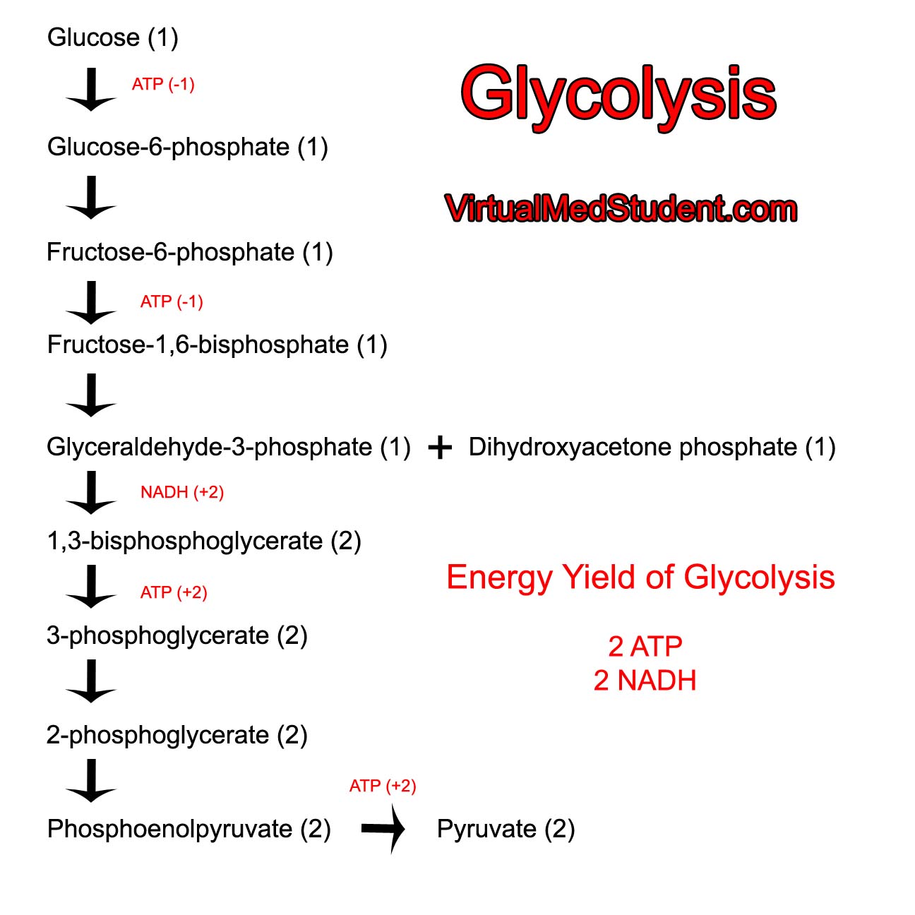 steps of glycolysis