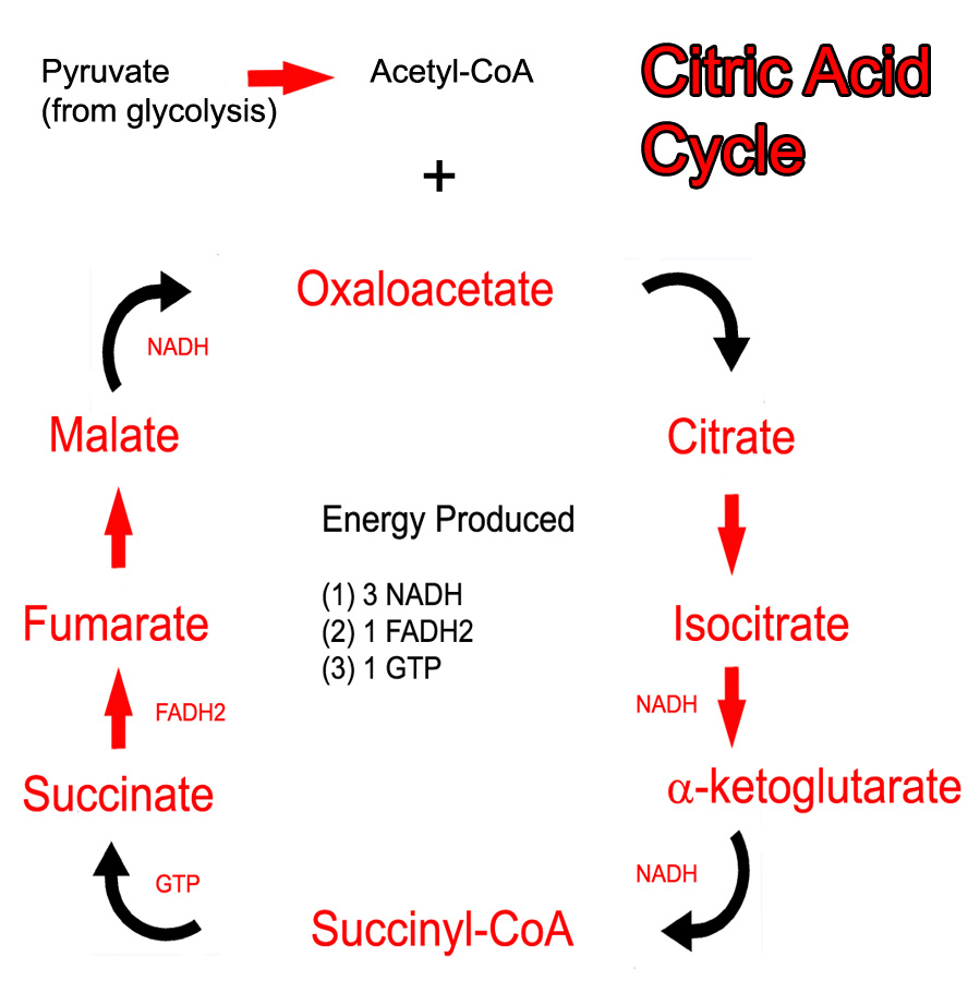 Virtualmedstudent Com Krebs Cycle Citric Acid Cyle,Whiskey Sour Cocktail Recipe