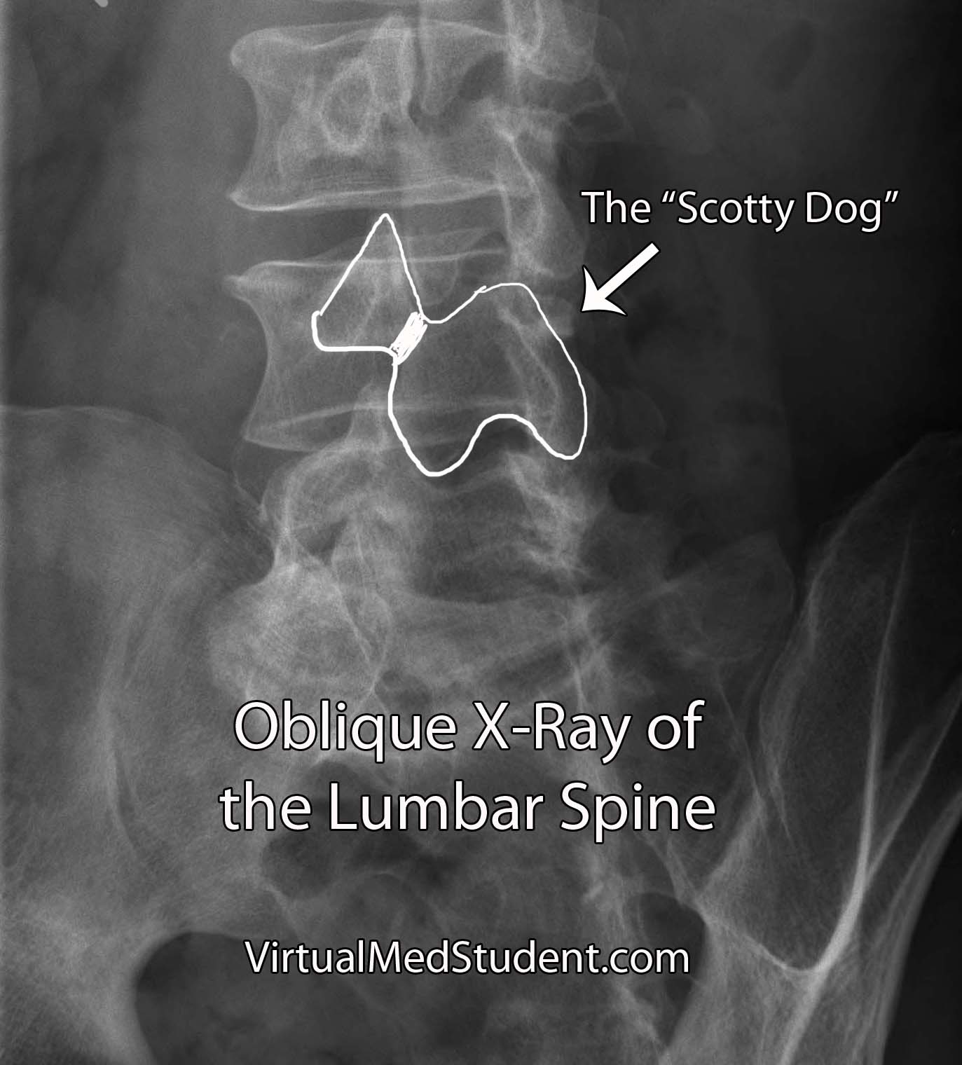 Xray Scotty Dog