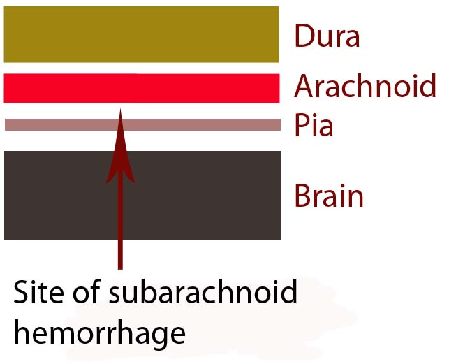 Brain Layers