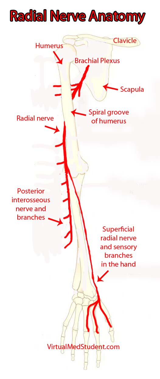 Radial Nerve Course