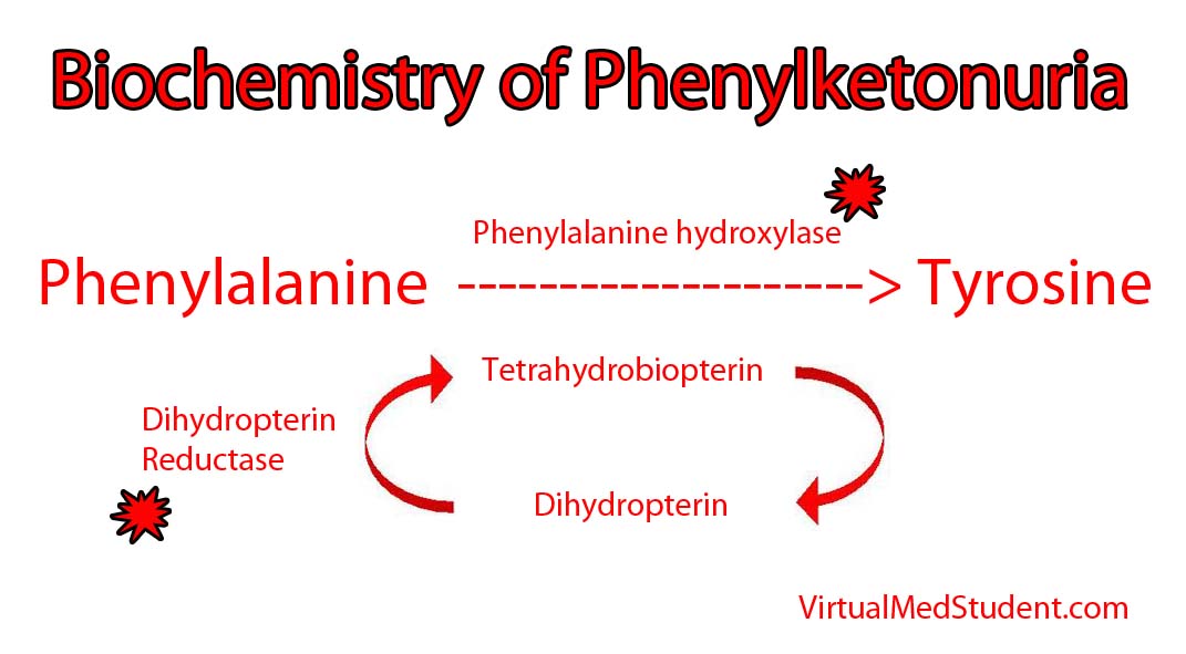 Phenylketonurias; Dihydropteridine Reductase Deficiency ...
 Phenylketonuria Disease