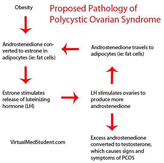 PCOS Pathology