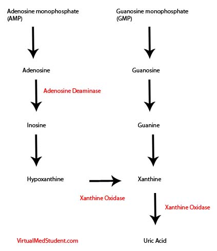 Purine Catabolism